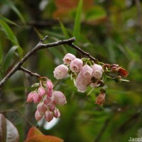 Vaccinium symplocifolium (D.Don ex G.Don) Alston